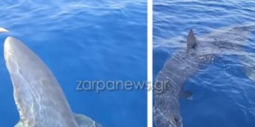 Κύθηρα: Η τρομακτική στιγμή που ψαράδες… ταΐζουν γαλάζιο καρχαρία τριών μέτρων![video]