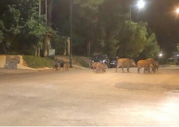 Κυνηγοί χάρισαν 300 κιλά κρέας αγριογούρουνων σε συσσίτια, πολύτεκνους και απόρους