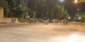 Κυνηγοί χάρισαν 300 κιλά κρέας αγριογούρουνων σε συσσίτια, πολύτεκνους και απόρους