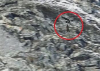 Χρυσαετός σκοτώνει αγριόγιδο – Μια σκληρή σκηνή από τη φύση που κόβει την ανάσα
