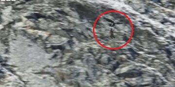 Alldaynews.gr Χρυσαετός σκοτώνει αγριόγιδο – Μια σκληρή σκηνή από τη φύση που κόβει την ανάσα