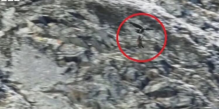 Alldaynews.gr Χρυσαετός σκοτώνει αγριόγιδο – Μια σκληρή σκηνή από τη φύση που κόβει την ανάσα