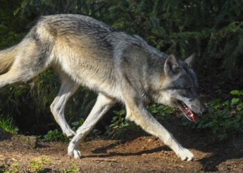 Λύκος κατασπαράζει αδέσποτο σκύλο στη μέση του δρόμου κοντά στη Θεσσαλονίκη[video]