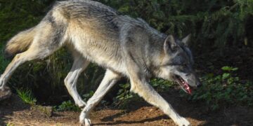 Λύκος κατασπαράζει αδέσποτο σκύλο στη μέση του δρόμου κοντά στη Θεσσαλονίκη[video]