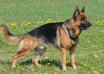 Κρήτη: Λυκόσκυλο επιτέθηκε σε γιαγιά που κρατούσε αγκαλιά το οκτώ μηνών εγγονάκι της!