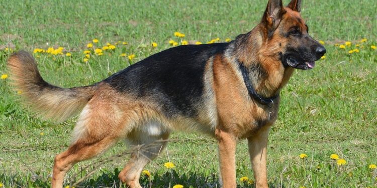 Alldaynews.gr Κρήτη: Λυκόσκυλο επιτέθηκε σε γιαγιά που κρατούσε αγκαλιά το οκτώ μηνών εγγονάκι της!