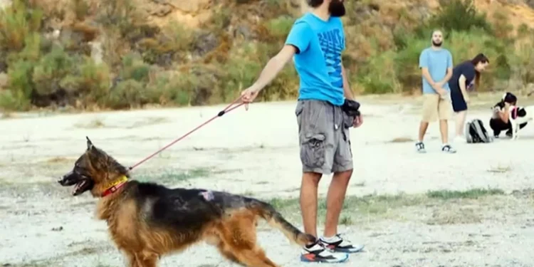 Ανάρρωσε ο σκύλος που κάηκε στη φωτιά της Πεντέλης – Πώς μπορείτε να υιοθετήσετε τον Ρεξ