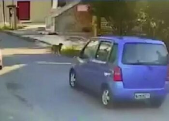 Alldaynews.gr Βρέθηκε η οδηγός που παρέσυρε και εγκατέλειψε σκύλο στη Θεσσαλονίκη (video)