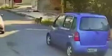 Alldaynews.gr Βρέθηκε η οδηγός που παρέσυρε και εγκατέλειψε σκύλο στη Θεσσαλονίκη (video)