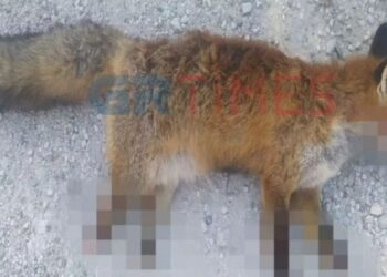 Φρίκη στην Καστοριά: Βασάνισαν και ακρωτηρίασαν αλεπού – To ζώο πέθανε από αιμορραγία