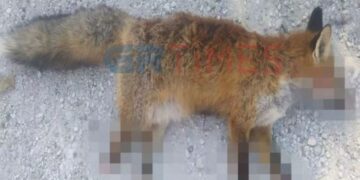 Alldaynews.gr Φρίκη στην Καστοριά: Βασάνισαν και ακρωτηρίασαν αλεπού – To ζώο πέθανε από αιμορραγία