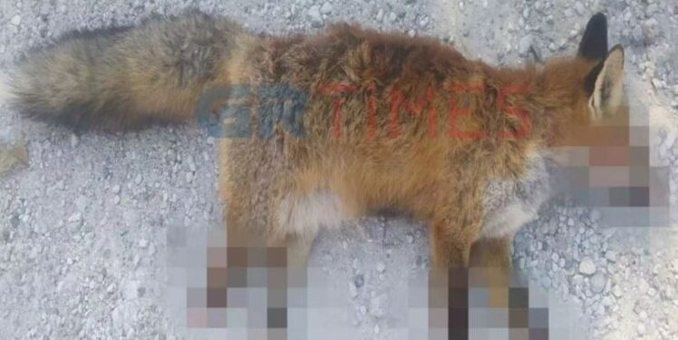Alldaynews.gr Φρίκη στην Καστοριά: Βασάνισαν και ακρωτηρίασαν αλεπού – To ζώο πέθανε από αιμορραγία