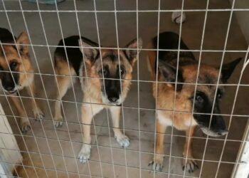 Alldaynews.gr Σταύρος Ξαρχάκος: Γιατί τα σκυλιά του κατέληξαν σε καταφύγιο – Τι απαντά η Ηρώ Σαΐα