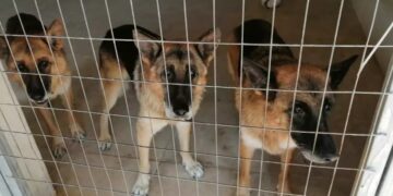 Alldaynews.gr Σταύρος Ξαρχάκος: Γιατί τα σκυλιά του κατέληξαν σε καταφύγιο – Τι απαντά η Ηρώ Σαΐα