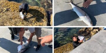 Απίστευτη ψαριά στον Φλοίσβο: Έπιασε με πετονιά Τεράστιο μαγιάτικο![video]