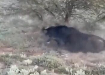 Βουβάλι τραυμάτισε θανάσιμα τον κυνηγό που προσπάθησε να το σκοτώσει[video]