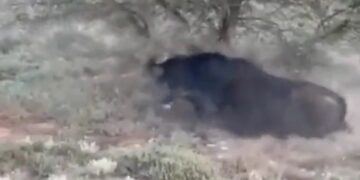 Βουβάλι τραυμάτισε θανάσιμα τον κυνηγό που προσπάθησε να το σκοτώσει[video]