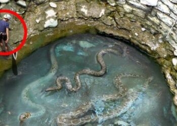 Εργάτης βρήκε μια γιγάντια φωλιά φιδιών – Σοκαρίστηκε όταν ανακάλυψε τι βρίσκετε πιο κάτω
