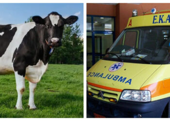 Τραγικός Θάνατος για 62χρονο-Σκοτώθηκε από χτύπημα αγελάδας