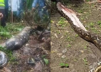 Τρομακτικές εικόνες: Πύθωνας κατάπιε 54χρονη, τον άνοιξαν γείτονες και την βρήκαν μέσα (φωτο, video)