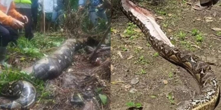 Alldaynews.gr Τρομακτικές εικόνες: Πύθωνας κατάπιε 54χρονη, τον άνοιξαν γείτονες και την βρήκαν μέσα (φωτο, video)