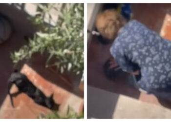 Ηλικιωμένη να κακοποιεί ετοιμοθάνατη γάτα στη Νίκαια-Βίντεο Ντοκουμέντο