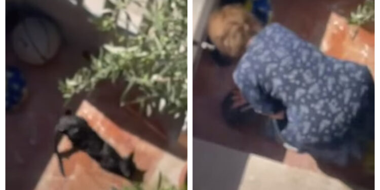 Alldaynews.gr Ηλικιωμένη να κακοποιεί ετοιμοθάνατη γάτα στη Νίκαια-Βίντεο Ντοκουμέντο