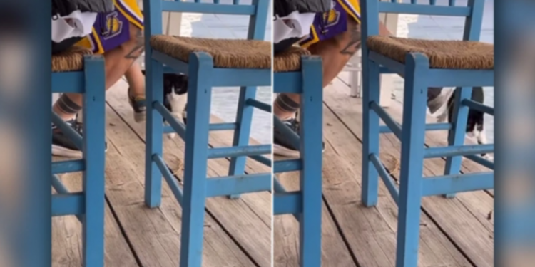 Alldaynews.gr Απόφαση-ντροπή για τον 30χρονο που κλώτσησε το γατάκι στη θάλασσα: «Αθώοι οι κάφροι και με απόφαση της Δικαιοσύνης» (video)