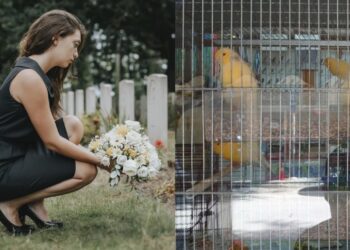 «Ο σύντροφός μου πέθανε, η γυναίκα του κληρονόμησε σπίτι και αμάξι και σ’ εμένα άφησε 45 καναρίνια»