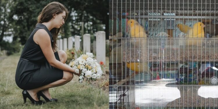 «Ο σύντροφός μου πέθανε, η γυναίκα του κληρονόμησε σπίτι και αμάξι και σ’ εμένα άφησε 45 καναρίνια»