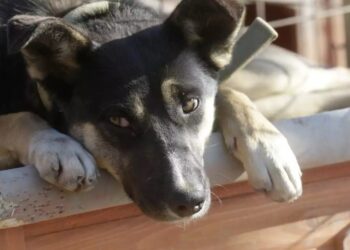 Alldaynews.gr Τραγωδία με άτυχο εργάτη: Ο σκύλος του καθόταν πάνω στο άψυχο σώμα τρεις ημέρες