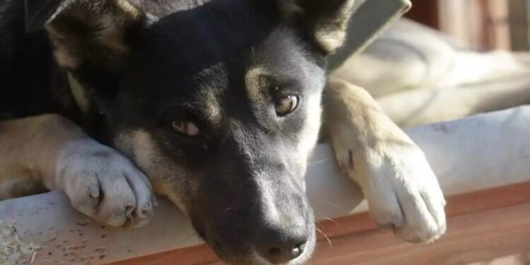 Τραγωδία με άτυχο εργάτη: Ο σκύλος του καθόταν πάνω στο άψυχο σώμα τρεις ημέρες