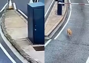 Alldaynews.gr Δάκρυα χαράς για τον σκύλο που διάνυσε οκτώ χιλιόμετρα για να επιστρέψει σπίτι (video)