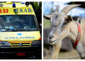 Σε κρίσιμη κατάσταση 8χρονο παιδάκι-Τραυματίστηκε απο Τράγο