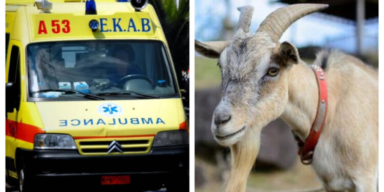 Alldaynews.gr Σε κρίσιμη κατάσταση 8χρονο παιδάκι-Τραυματίστηκε απο Τράγο