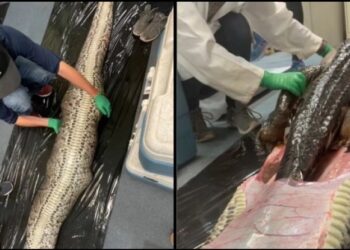 Τρομερό βίντεο: Η στιγμή που βγάζουν άθικτο αλιγάτορα 1,5 μ. μέσα από σώμα πύθωνα