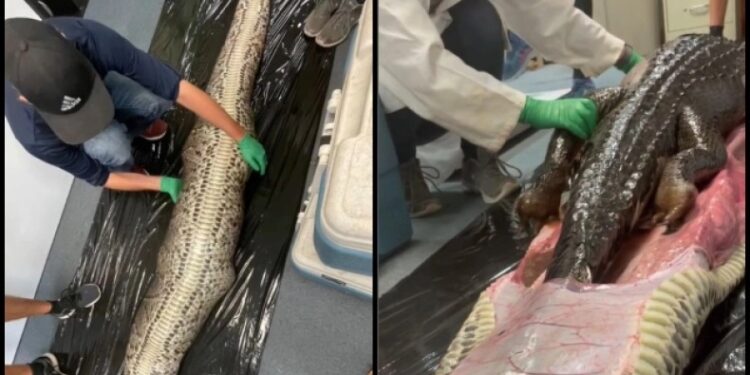 Τρομερό βίντεο: Η στιγμή που βγάζουν άθικτο αλιγάτορα 1,5 μ. μέσα από σώμα πύθωνα