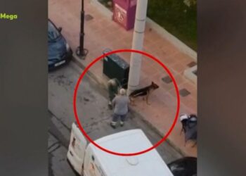 Δραπετσώνα: Συνελήφθη η ιδιοκτήτρια του λυκόσκυλου που κατασπάραξε μικρό κανίς