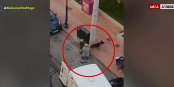 Alldaynews.gr Δραπετσώνα: Συνελήφθη η ιδιοκτήτρια του λυκόσκυλου που κατασπάραξε μικρό κανίς