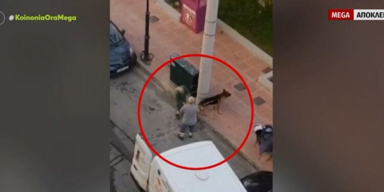 Alldaynews.gr Δραπετσώνα: Συνελήφθη η ιδιοκτήτρια του λυκόσκυλου που κατασπάραξε μικρό κανίς