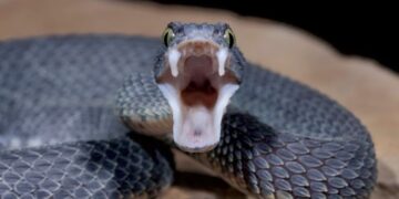 Alldaynews.gr Οδηγούσε και ξαφνικά είδε ένα μεγάλο φίδι να κάθεται στη θέση του συνοδηγού μέσα στο αυτοκίνητο