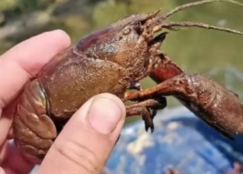 Γέμισε με καραβίδες ο Πηνειός – Δείτε βίντεο