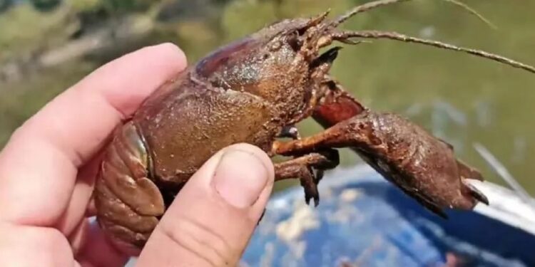 Alldaynews.gr Γέμισε με καραβίδες ο Πηνειός – Δείτε βίντεο