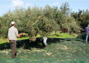 Σοκ στο Ηράκλειο: Κατέρρευσε και πέθανε ενώ μάζευε ελιές