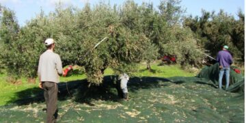 Alldaynews.gr Σοκ στο Ηράκλειο: Κατέρρευσε και πέθανε ενώ μάζευε ελιές