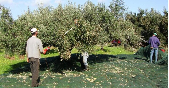 Alldaynews.gr Σοκ στο Ηράκλειο: Κατέρρευσε και πέθανε ενώ μάζευε ελιές