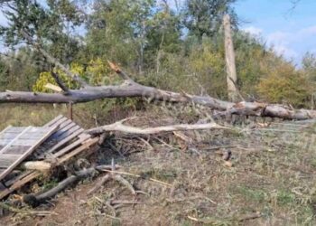 Λάρισα: Συνέλαβαν τον γείτονα για τον θάνατο της γυναίκας που καταπλακώθηκε από δέντρο και σκοτώθηκε