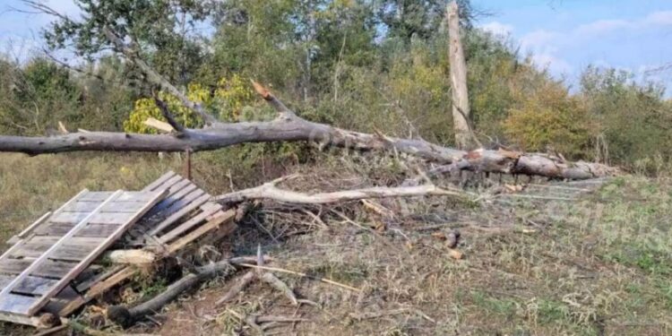 Alldaynews.gr Λάρισα: Συνέλαβαν τον γείτονα για τον θάνατο της γυναίκας που καταπλακώθηκε από δέντρο και σκοτώθηκε