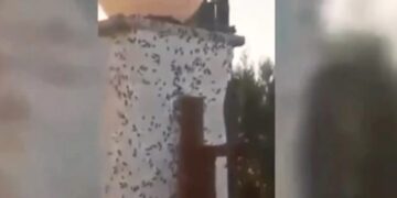 Σαν Ταινία Θρίλερ: Επιδρομή από χιλιάδες σκαθάρια στο χωριό Μετόχι – Κατακλύζουν ένα ένα τα σπίτια