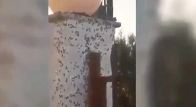 Σαν Ταινία Θρίλερ: Επιδρομή από χιλιάδες σκαθάρια στο χωριό Μετόχι – Κατακλύζουν ένα ένα τα σπίτια